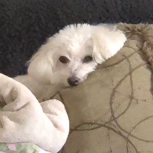 Meet your Posher, Connie